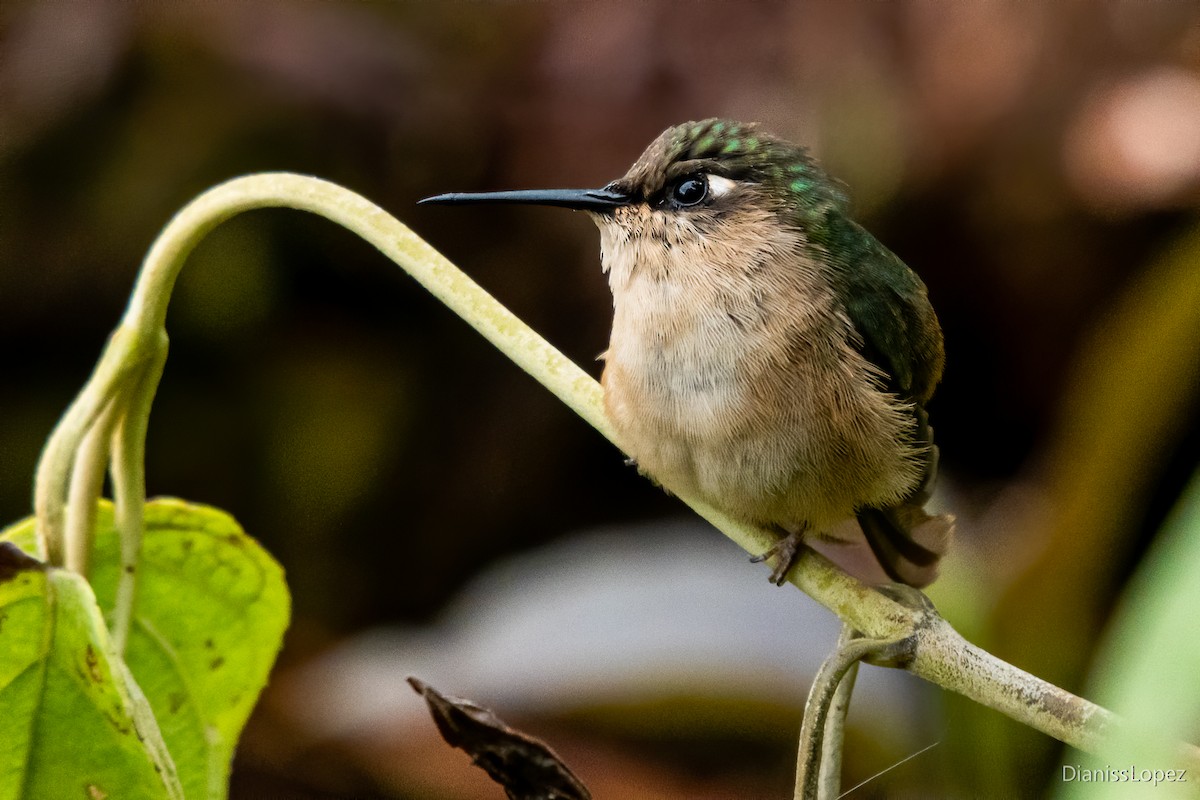 Colibri du Tolima - ML557364551