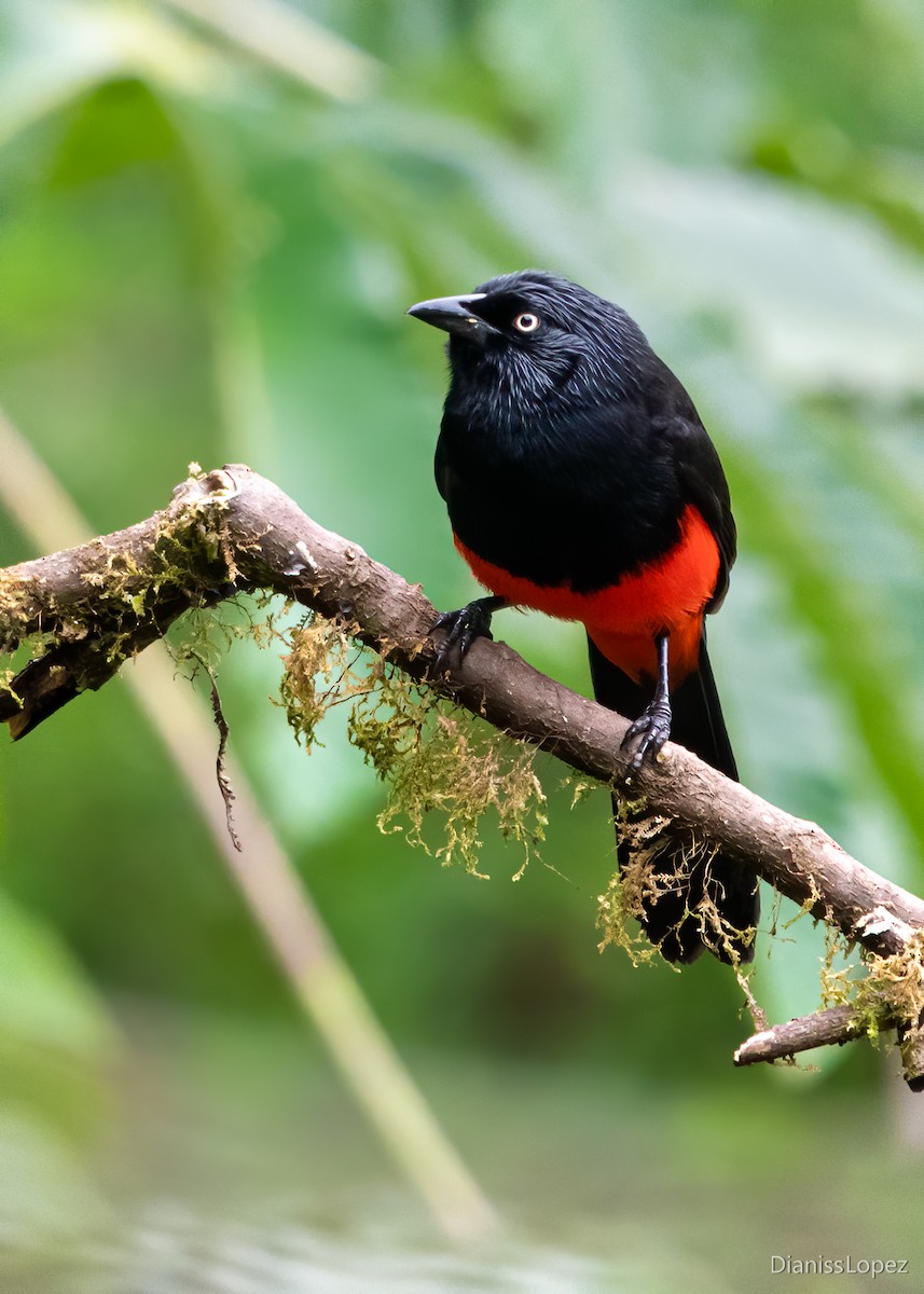 Red-bellied Grackle - ML557365001