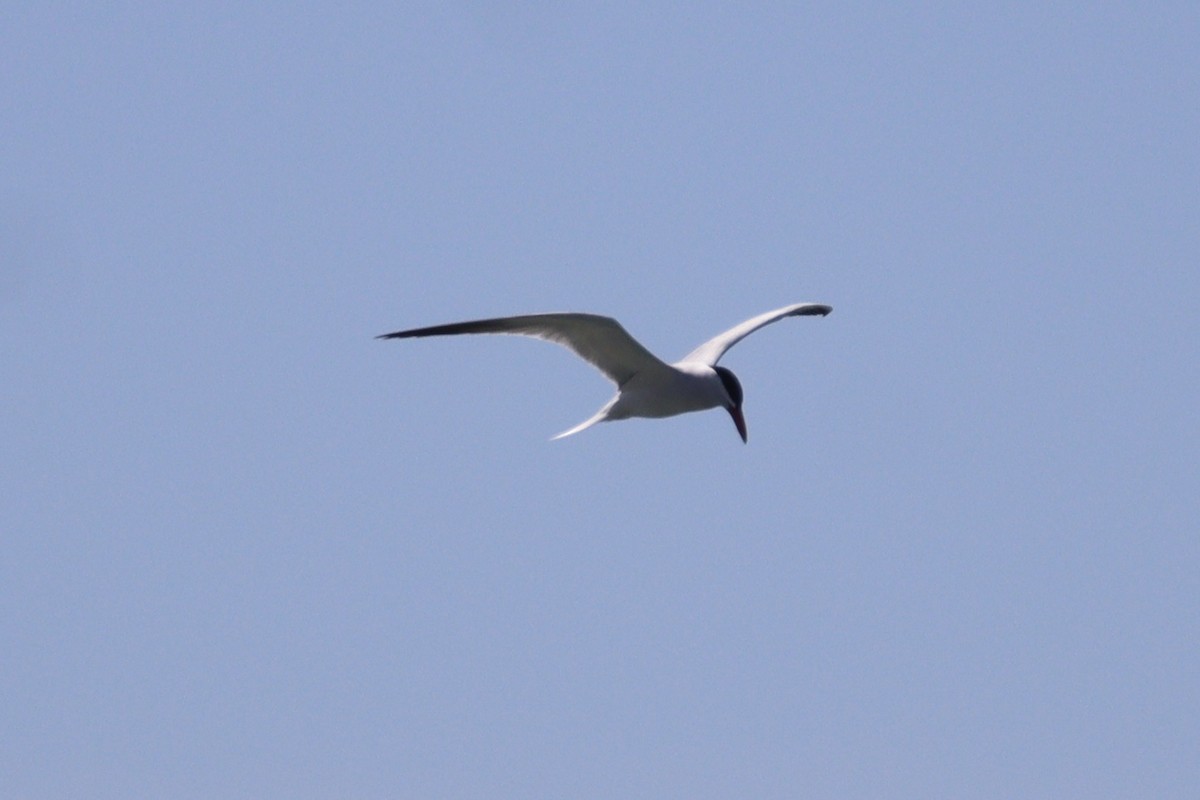 Caspian Tern - ML557365041