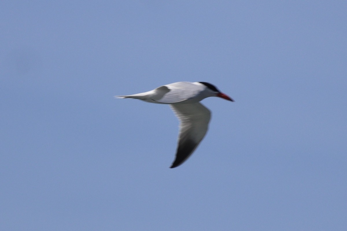 Caspian Tern - Brendon Westerhold