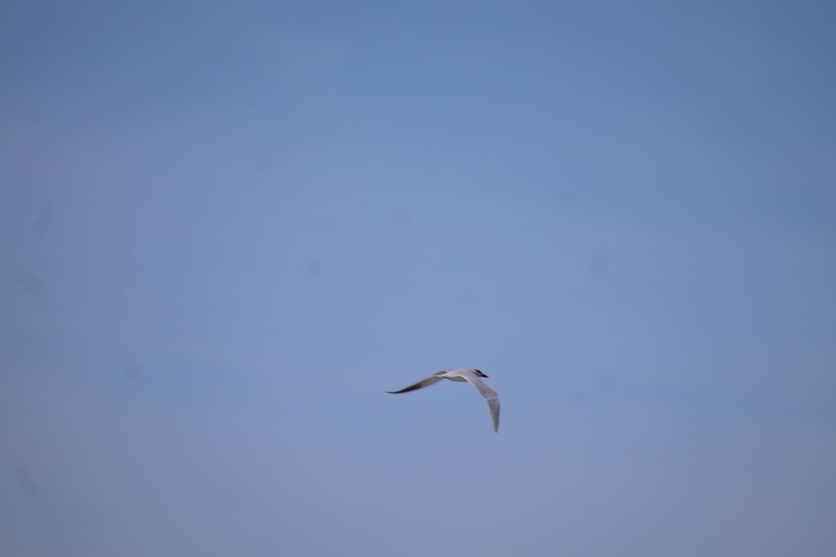 Caspian Tern - ML557365091