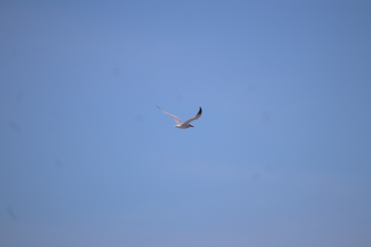 Caspian Tern - Brendon Westerhold