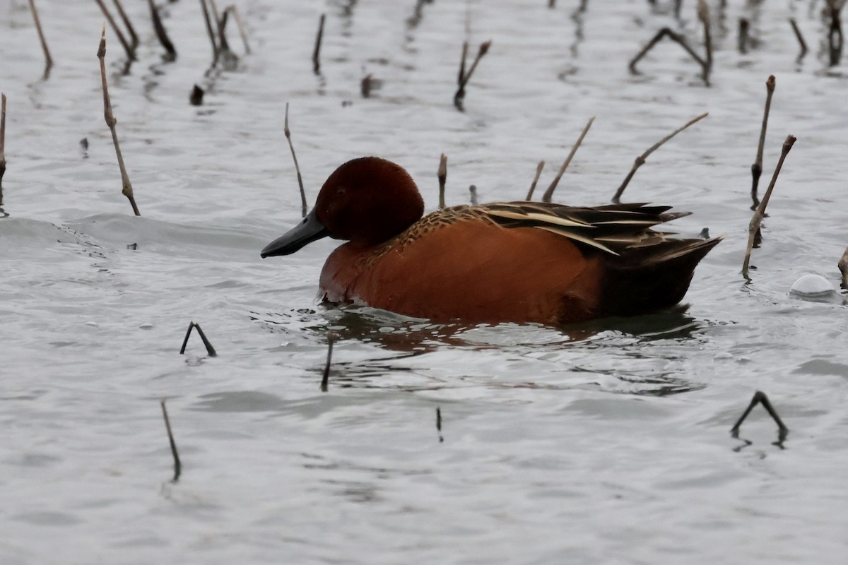 Cinnamon Teal - Patty Berry