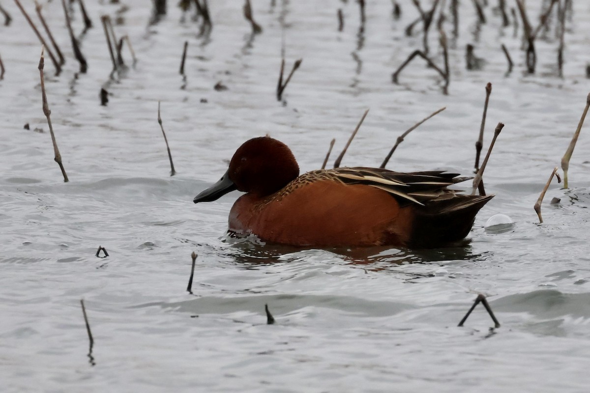 Cinnamon Teal - ML557365151