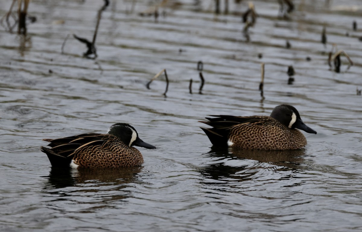 Blue-winged Teal - Patty Berry