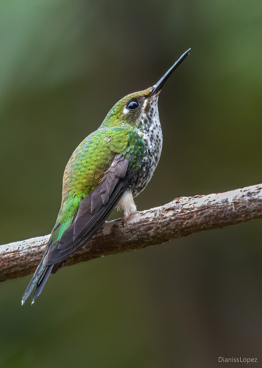 White-booted Racket-tail - ML557365431