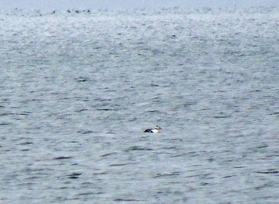 Steller's Eider - ML557365501