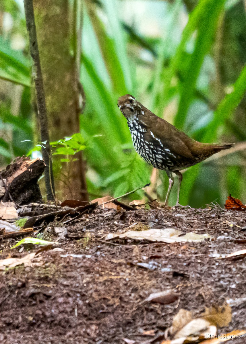 Schwartz's Antthrush - ML557365551