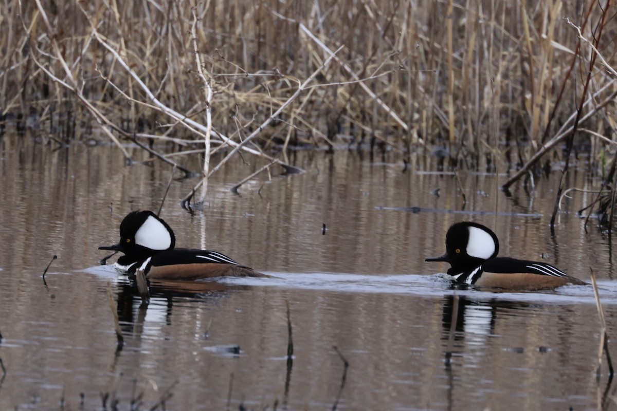 Hooded Merganser - Patty Berry