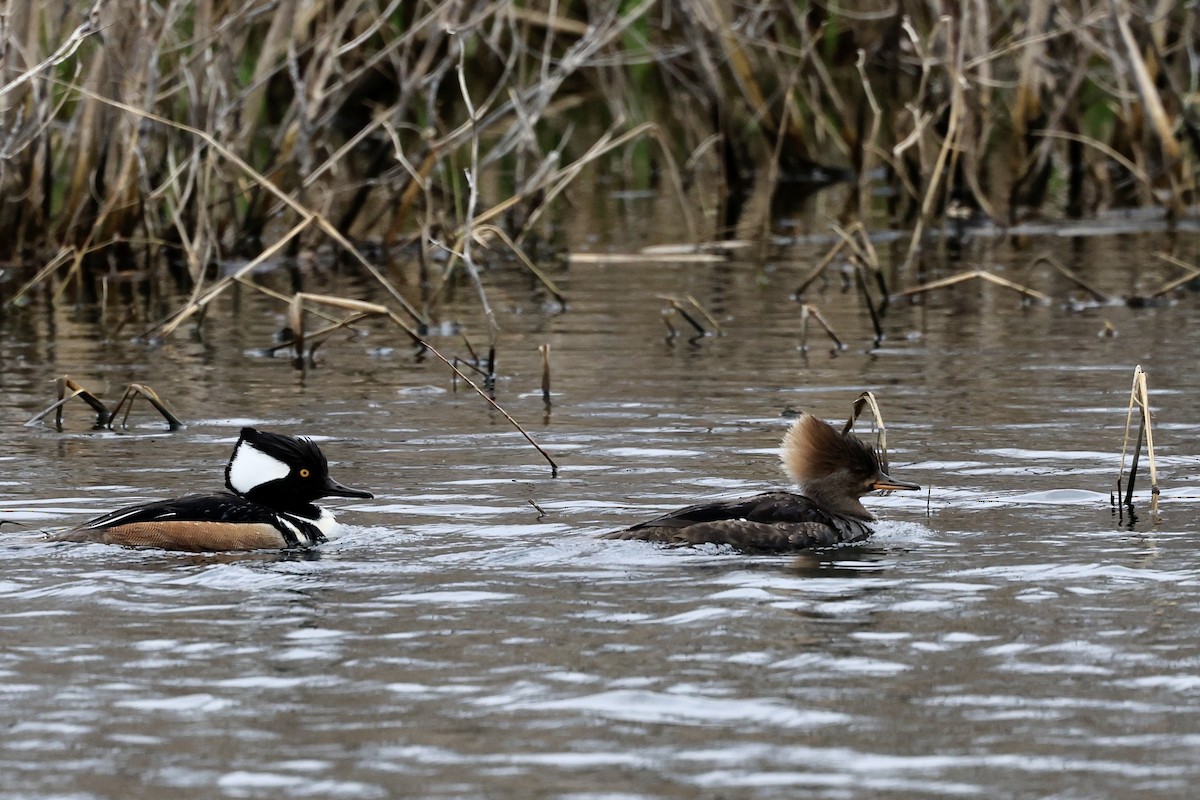 Hooded Merganser - ML557365581