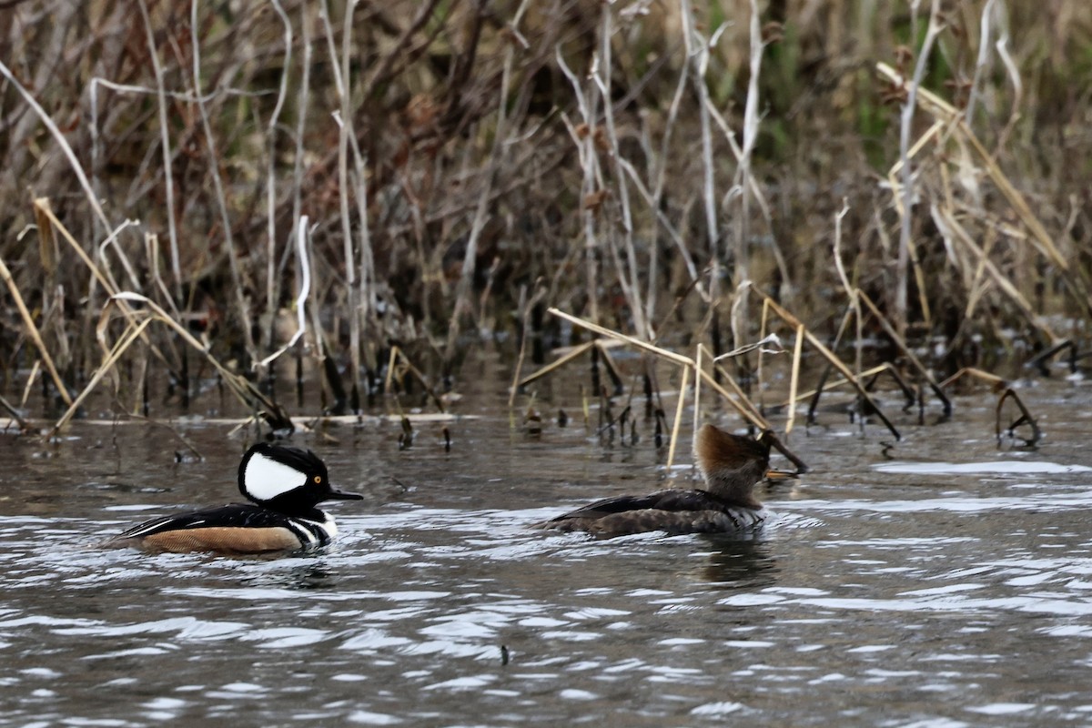 Hooded Merganser - Patty Berry