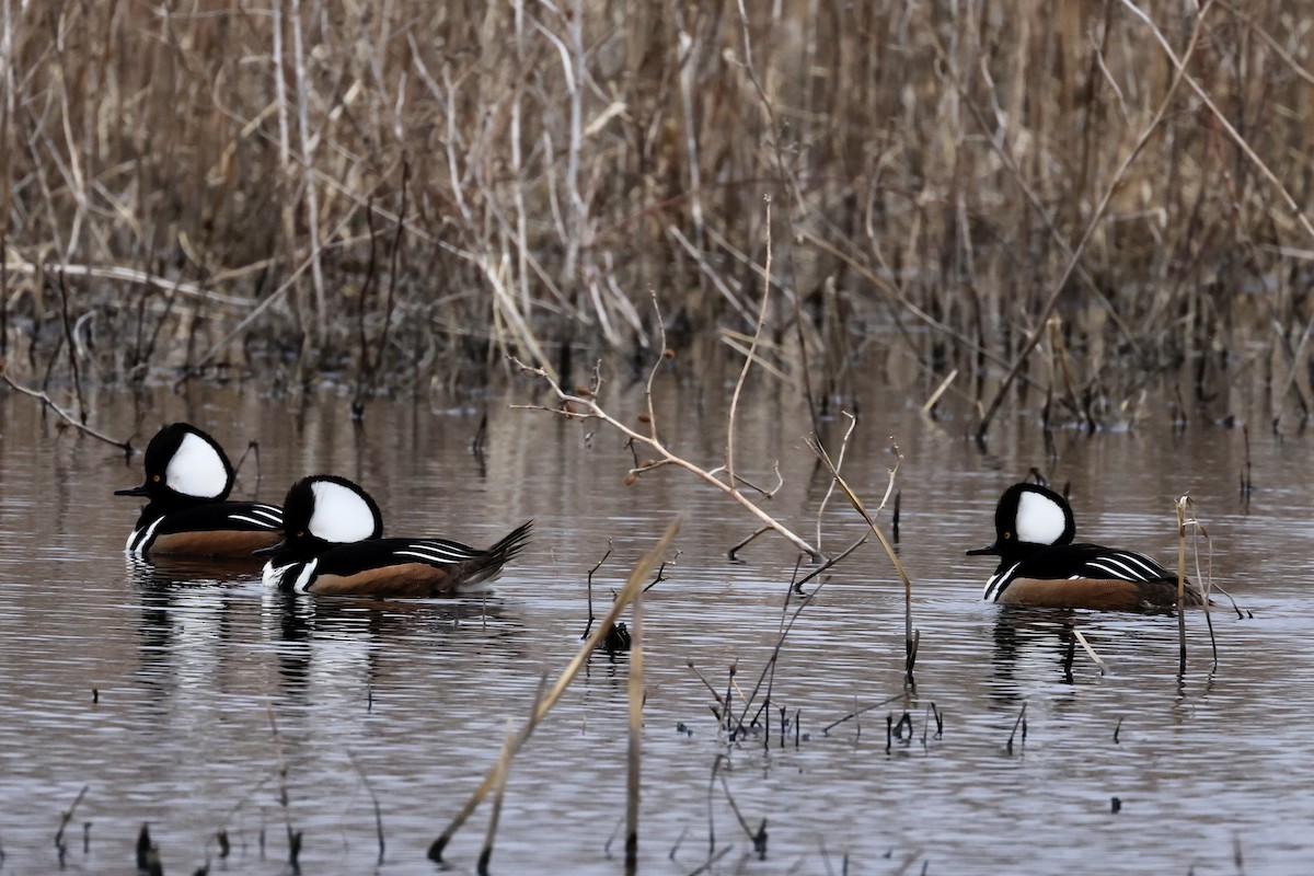 Hooded Merganser - Patty Berry