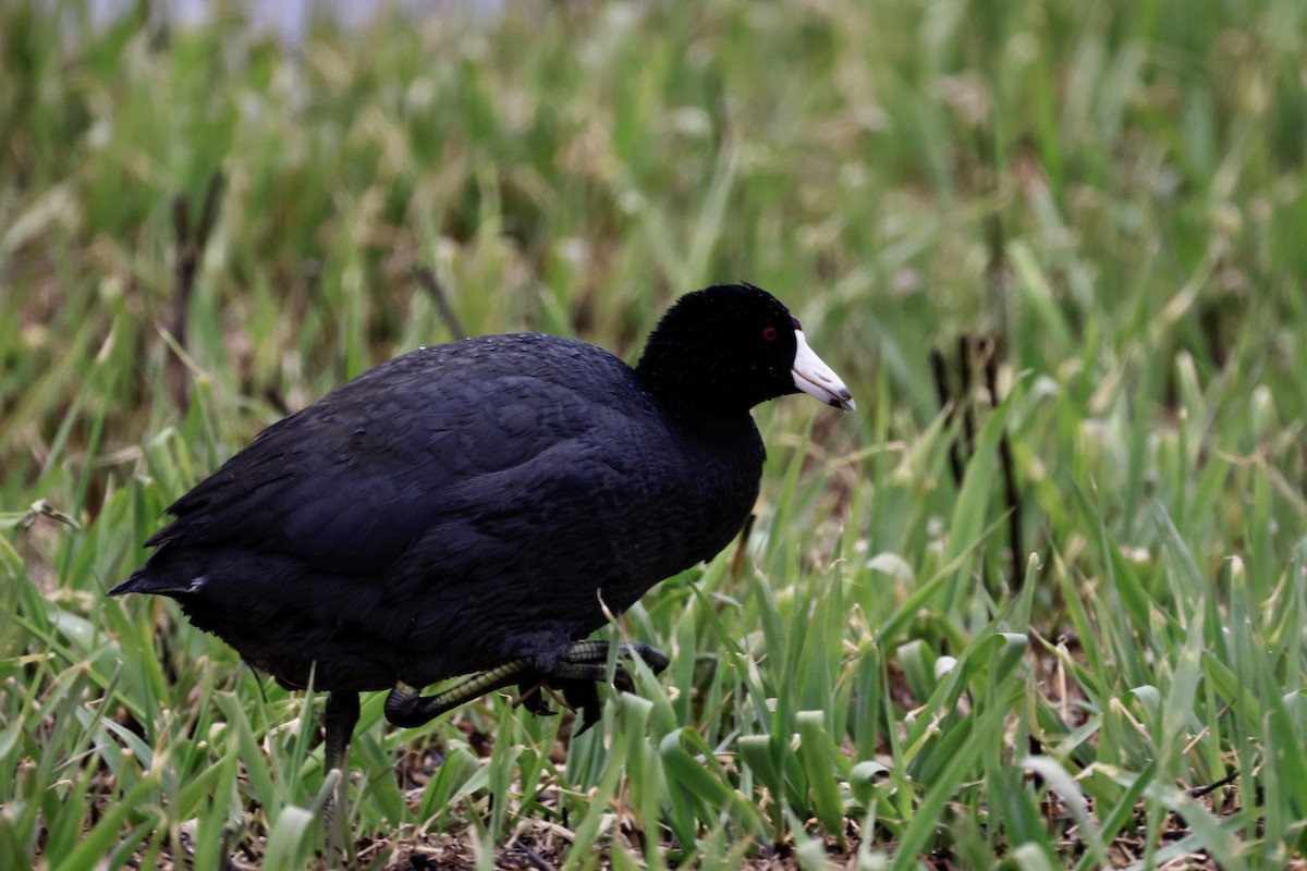 American Coot - ML557365711