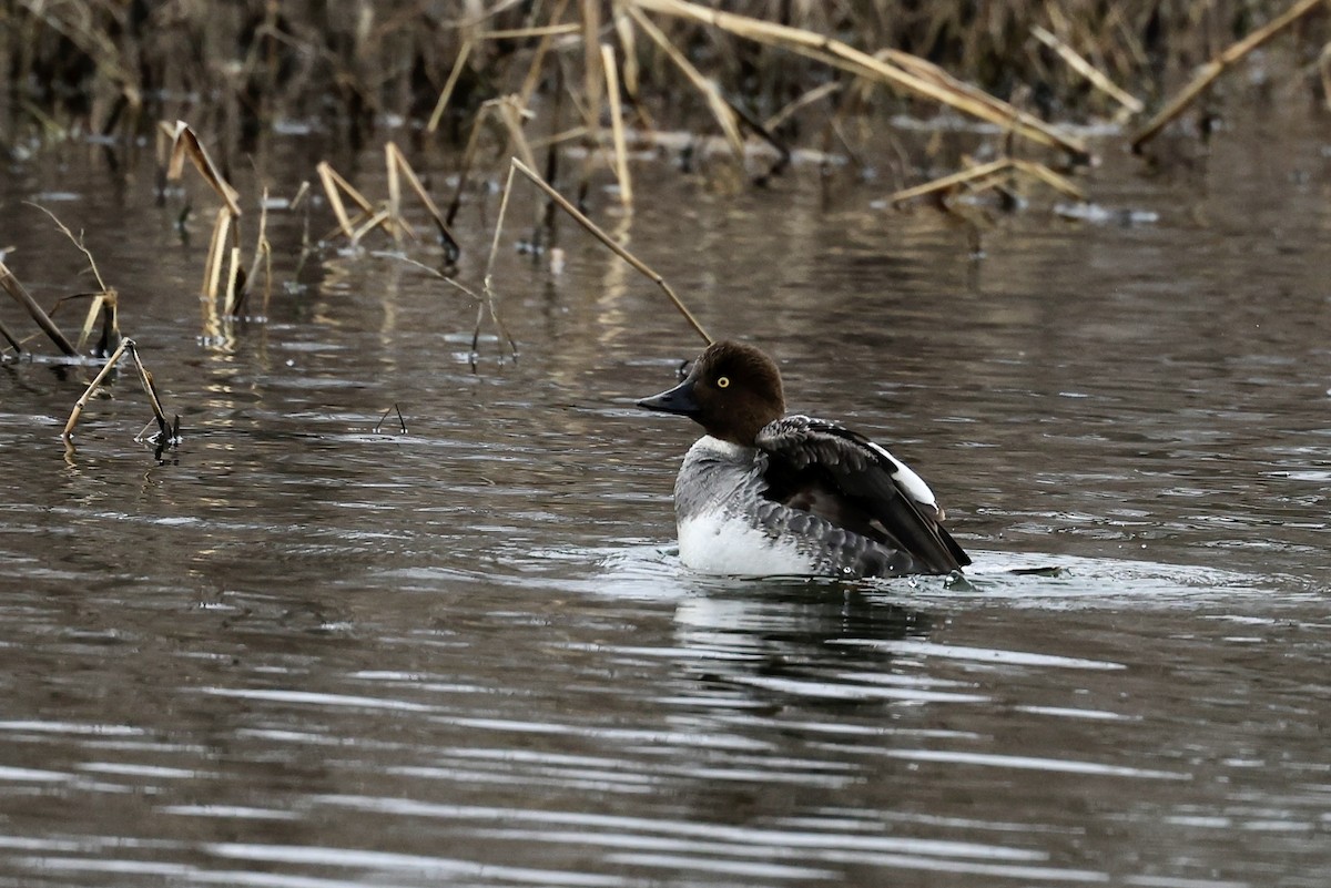 Common Goldeneye - ML557365851