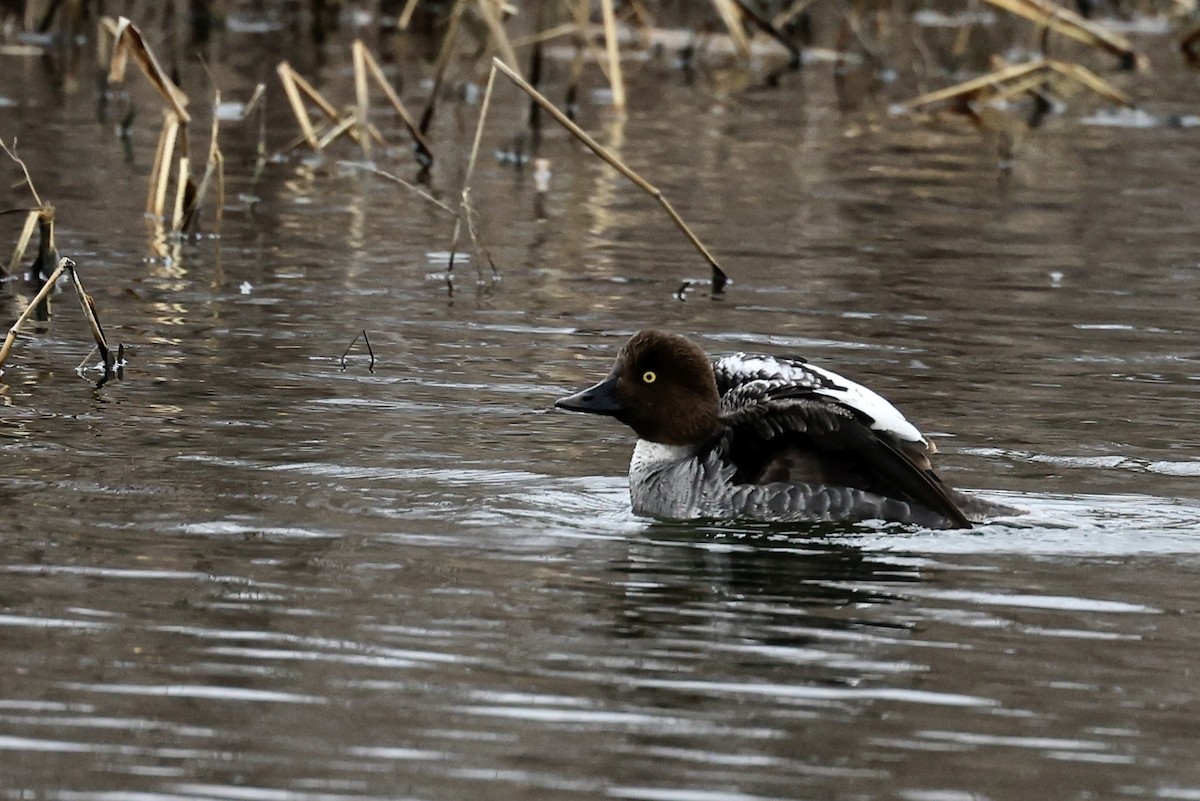 Common Goldeneye - ML557365861