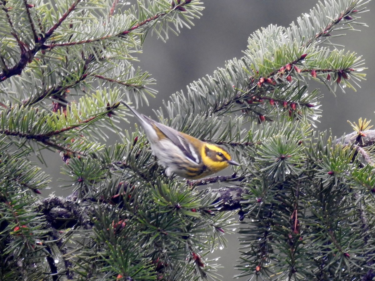 Townsend's Warbler - ML557366081