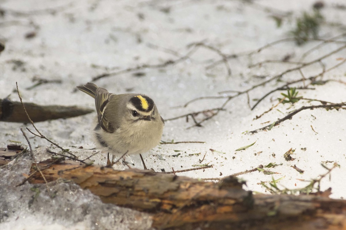 Golden-crowned Kinglet - ML557366141