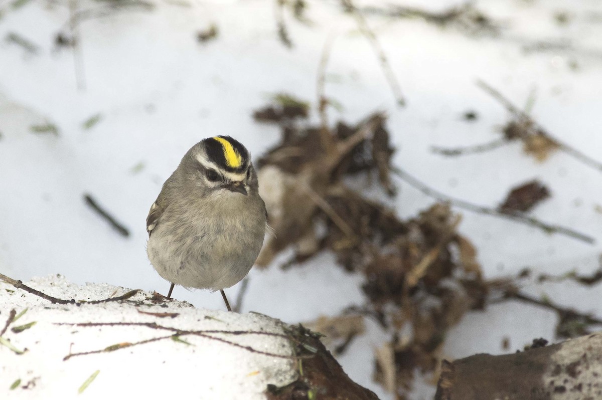 Golden-crowned Kinglet - ML557366151
