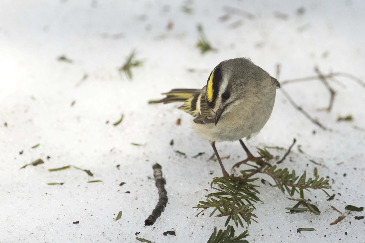 Golden-crowned Kinglet - ML557366161