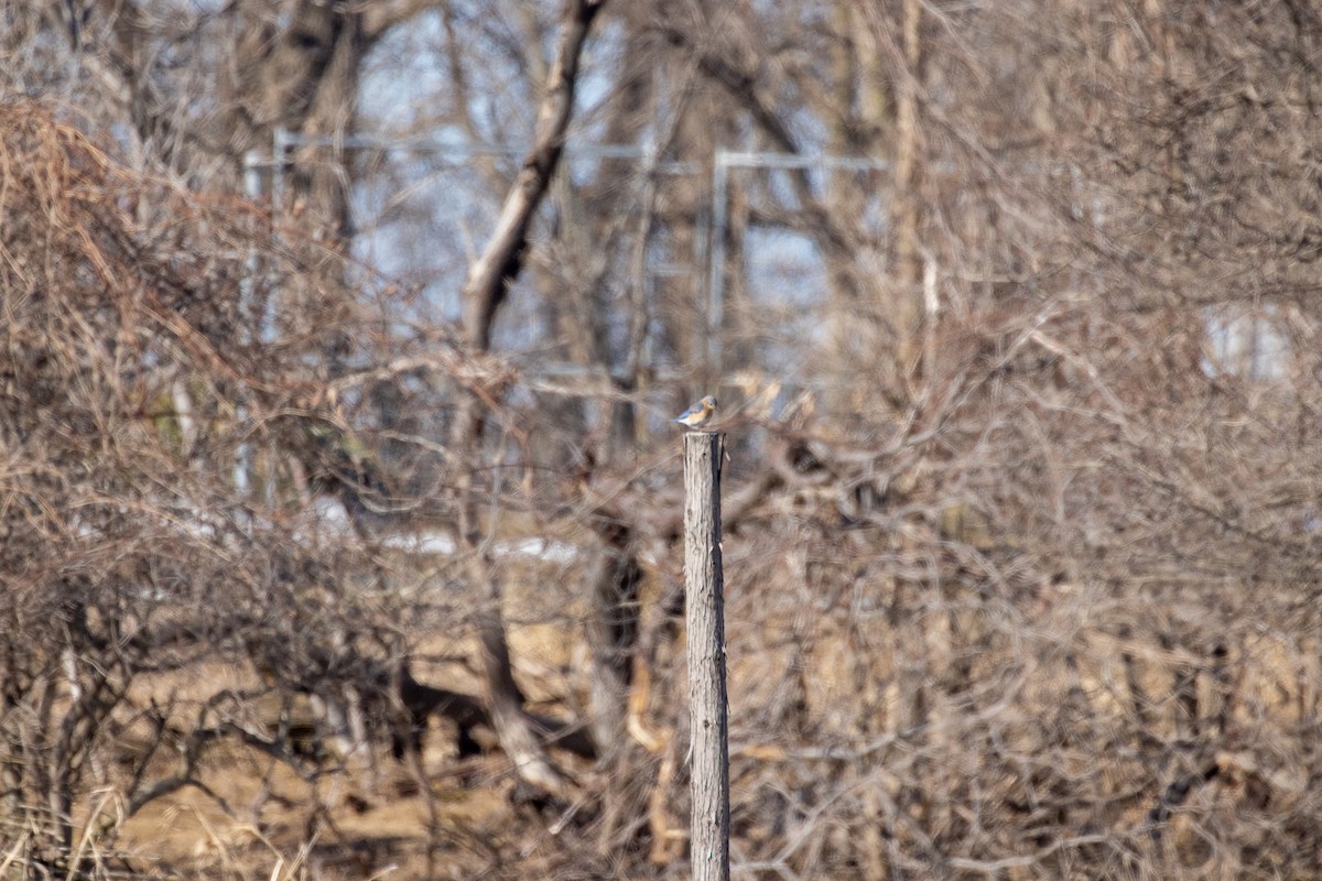 Eastern Bluebird - ML557366621