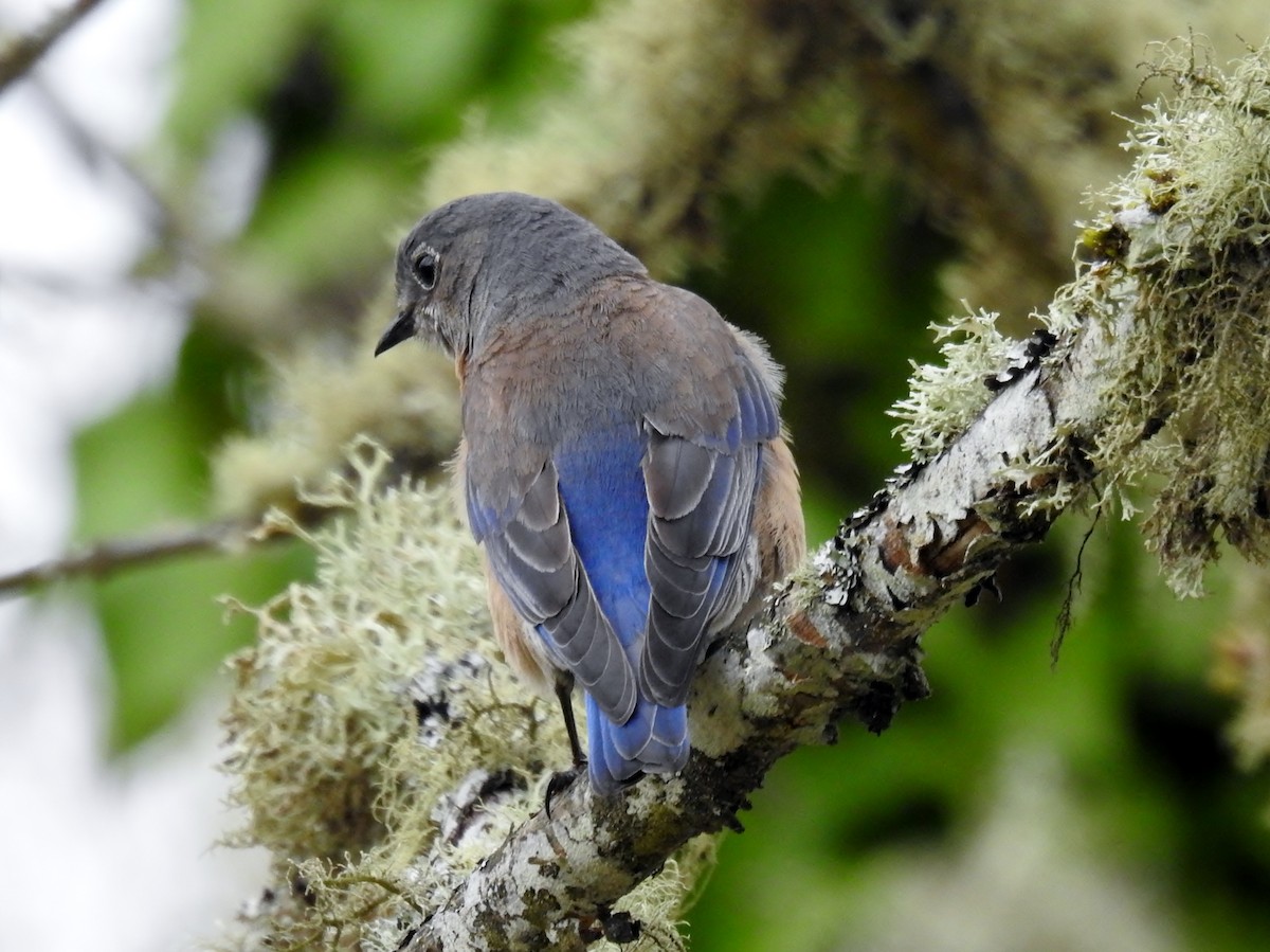 Western Bluebird - ML557366721