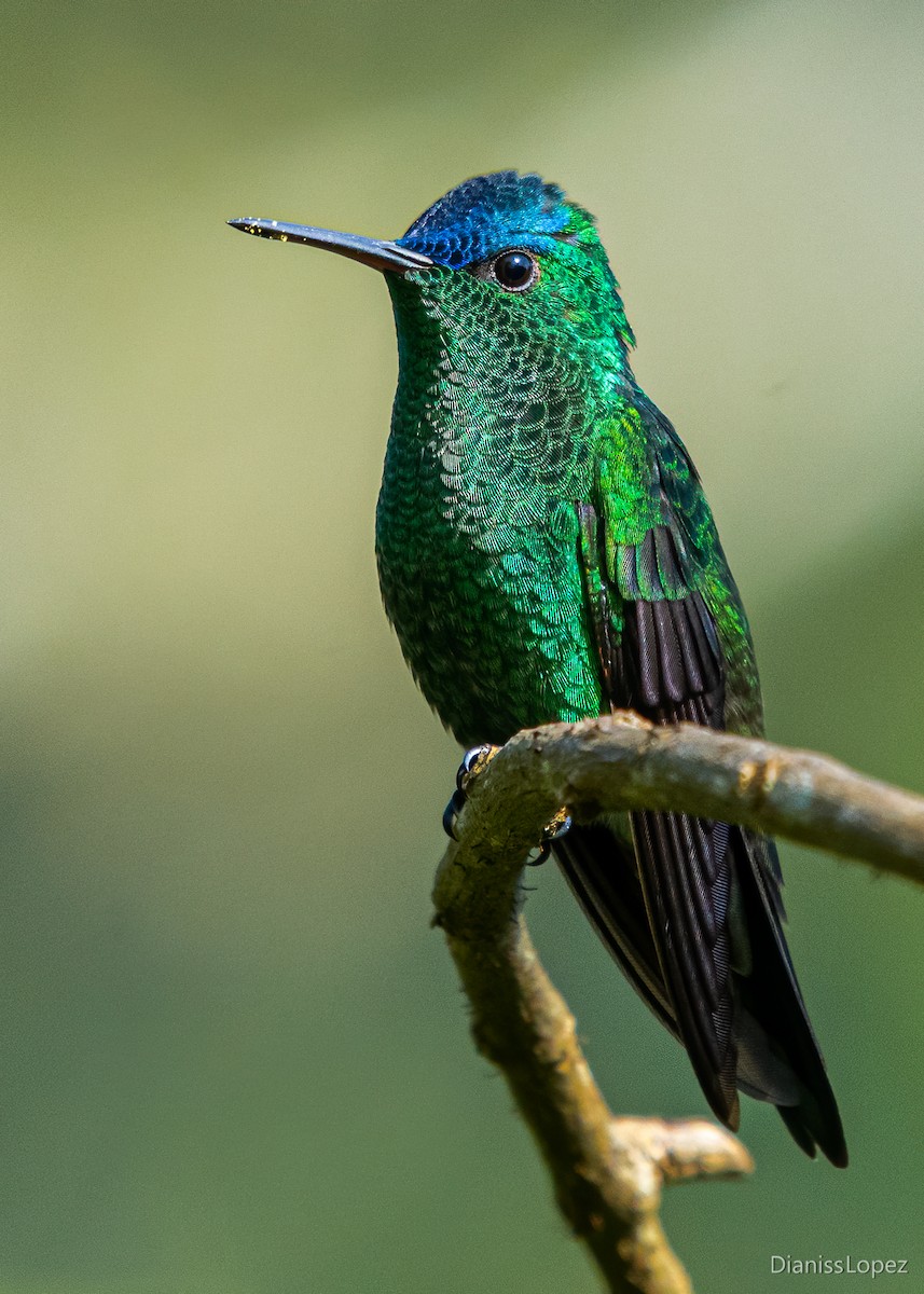 Indigo-capped Hummingbird - ML557367291