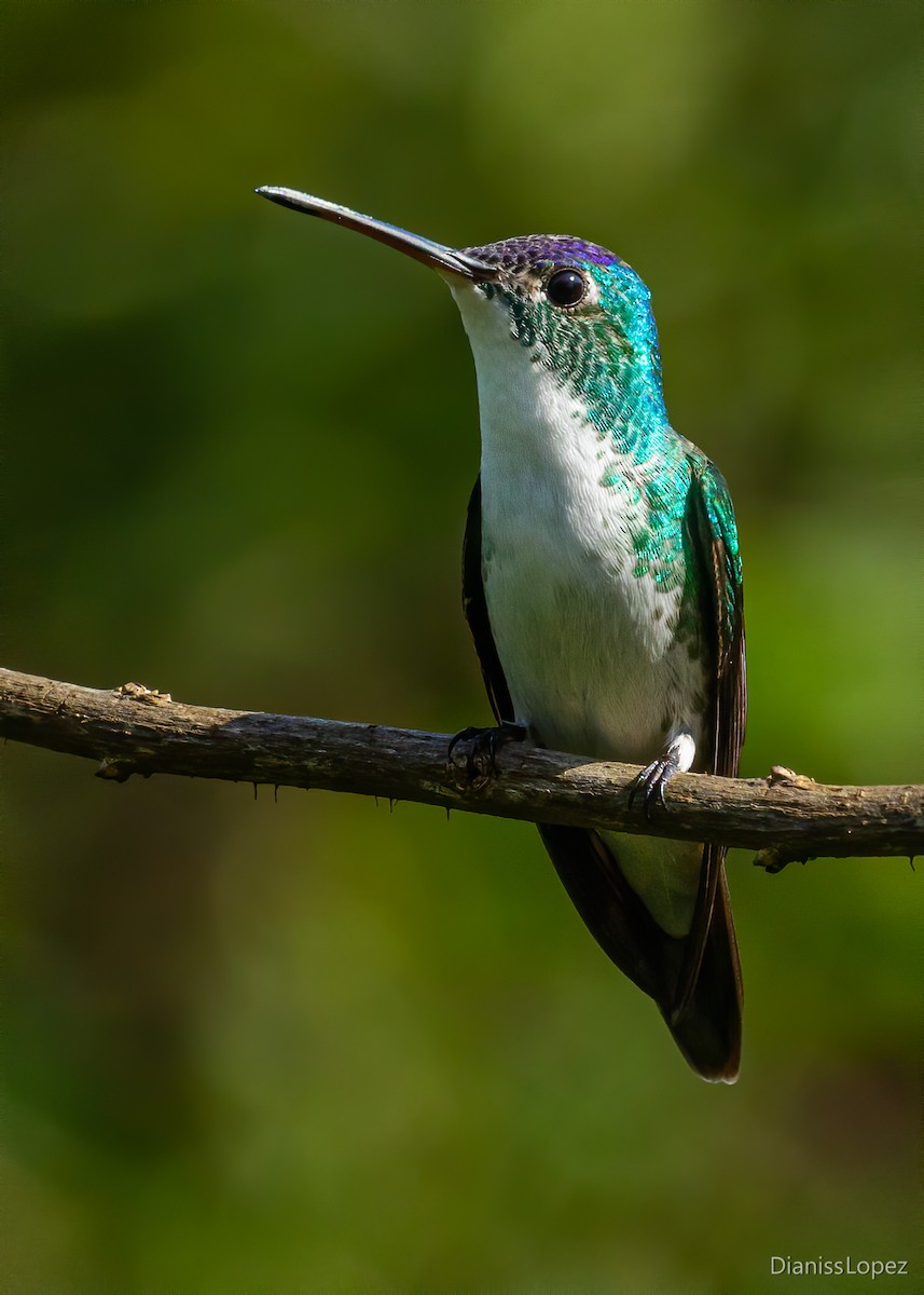 Andean Emerald - ML557367531