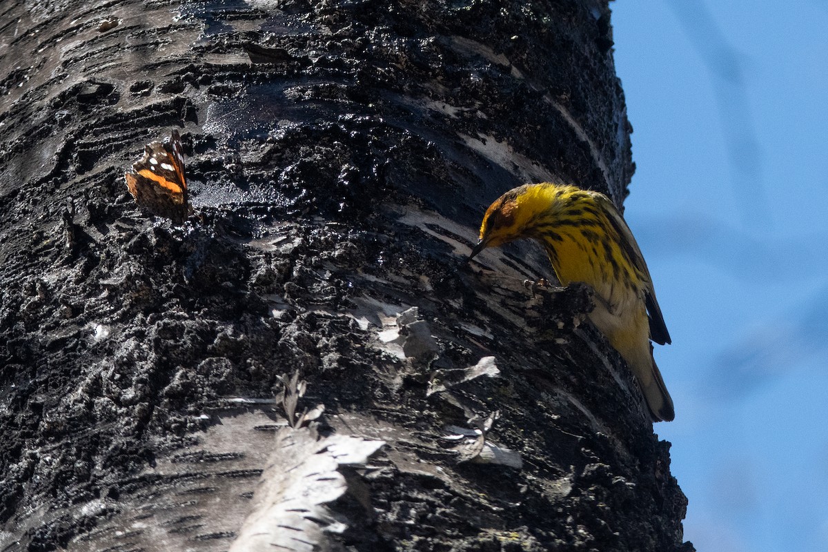 Cape May Warbler - C. R. C.