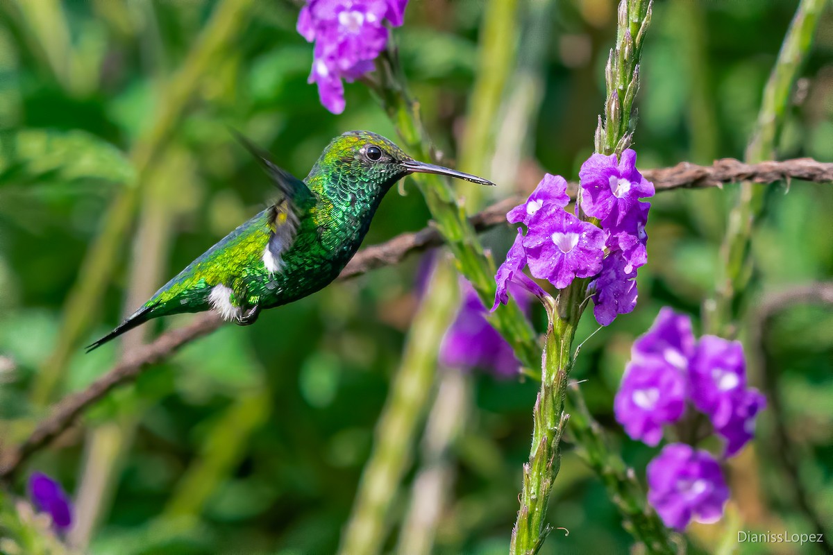 Red-billed Emerald - ML557367831