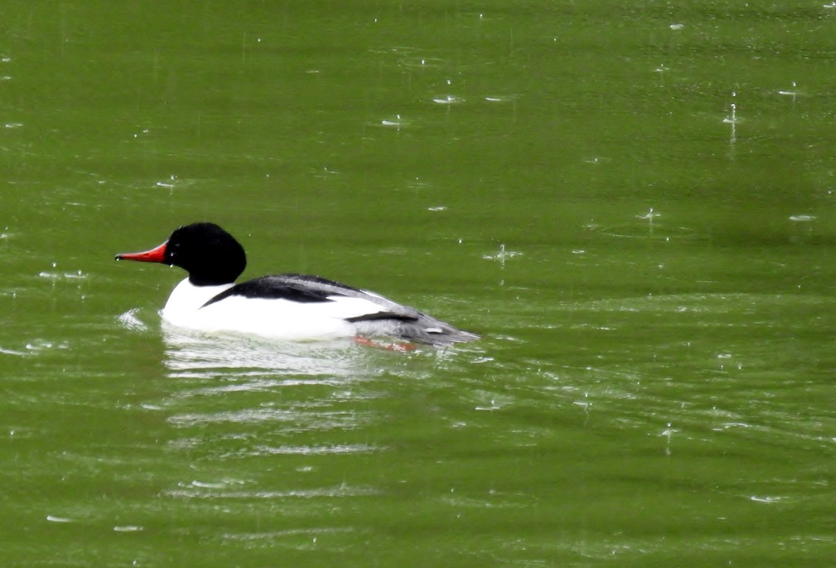 Common Merganser - ML557367881