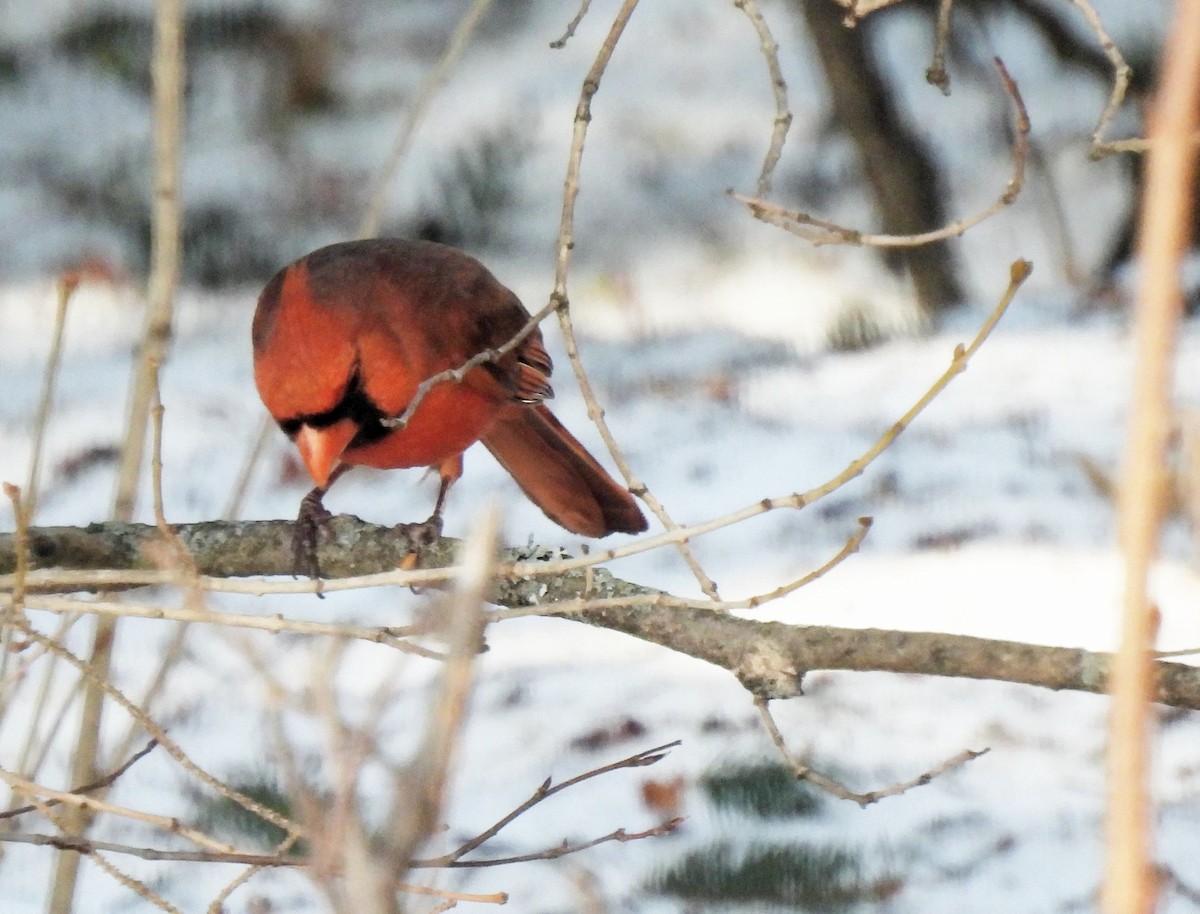 Northern Cardinal - ML557368311