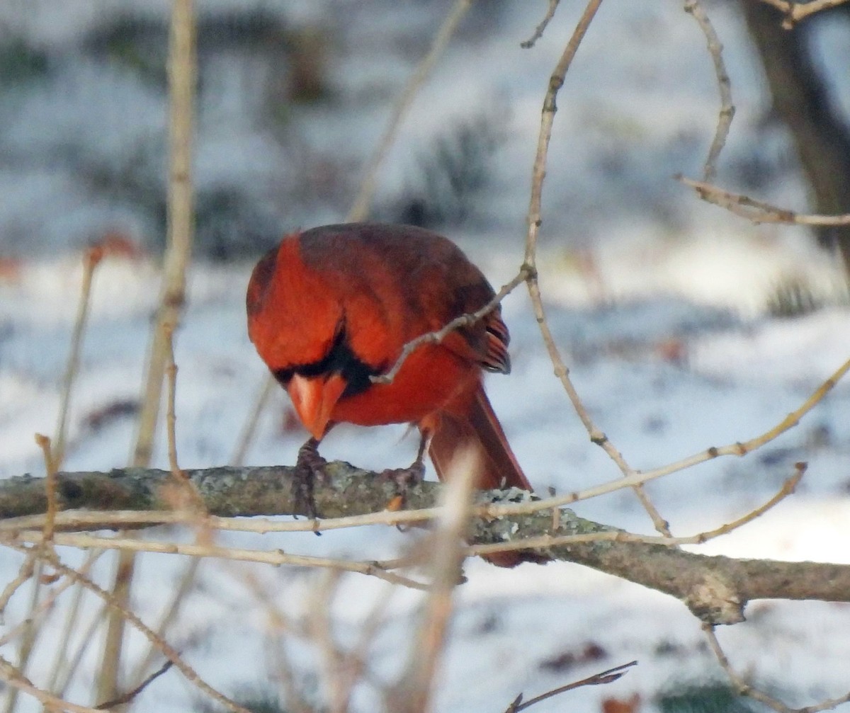 Northern Cardinal - ML557368321