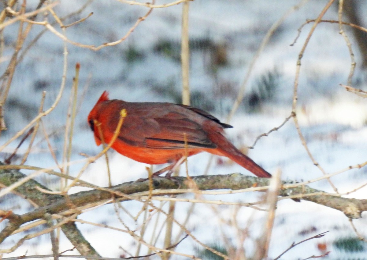 Northern Cardinal - ML557368331