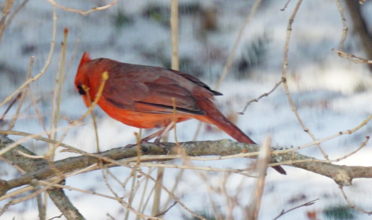 Northern Cardinal - ML557368341