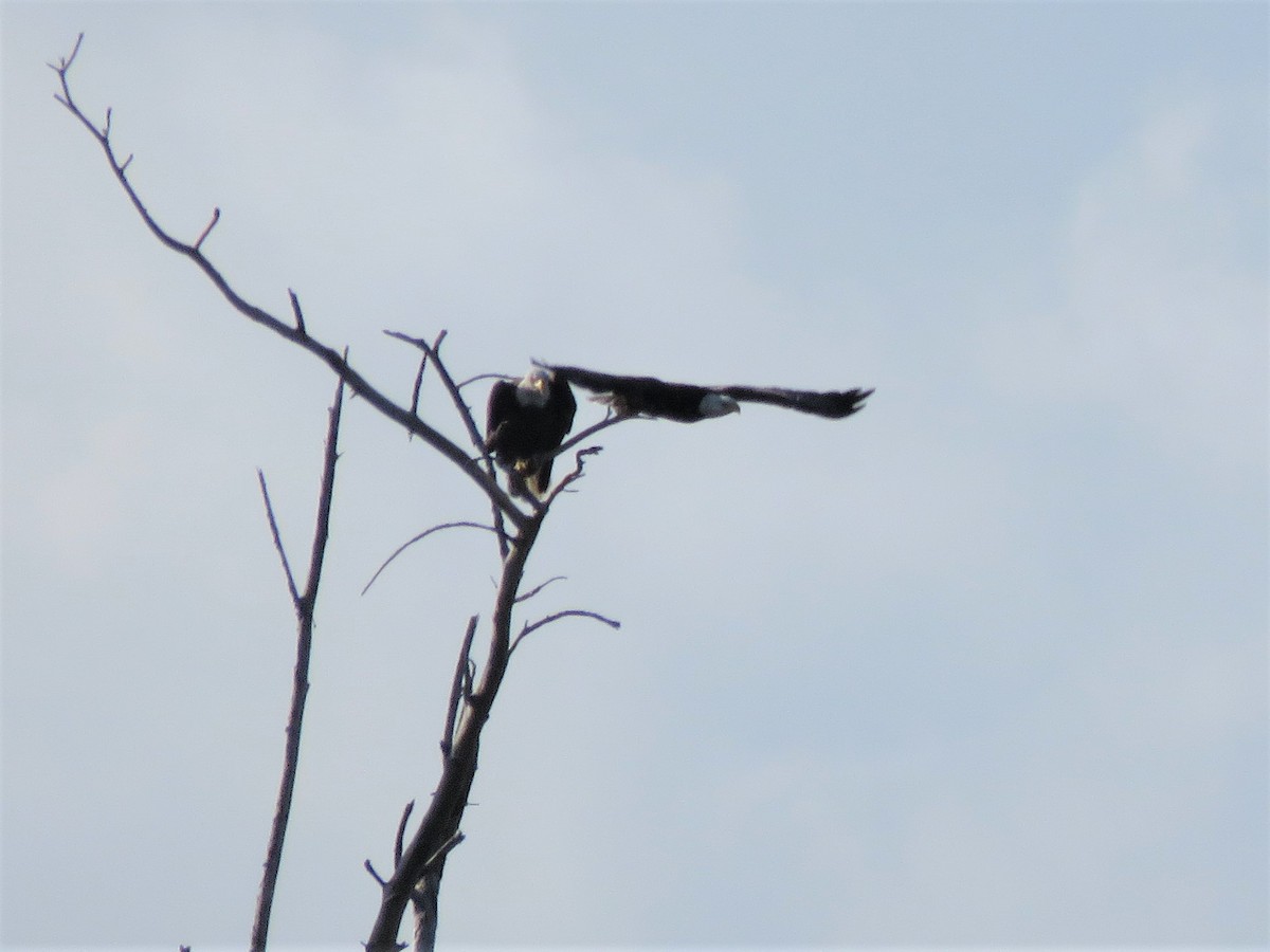 Bald Eagle - ML55736971