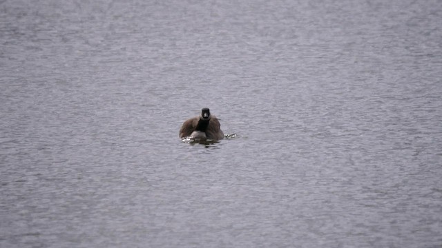 Canada Goose - ML557370231