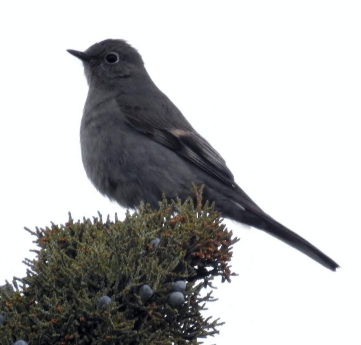 Townsend's Solitaire - ML557370411