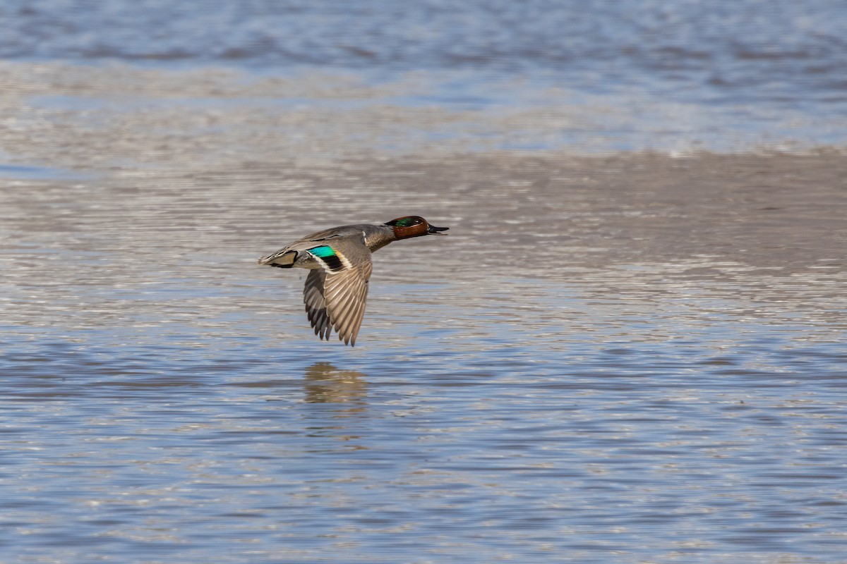 Green-winged Teal - Ken Drozd