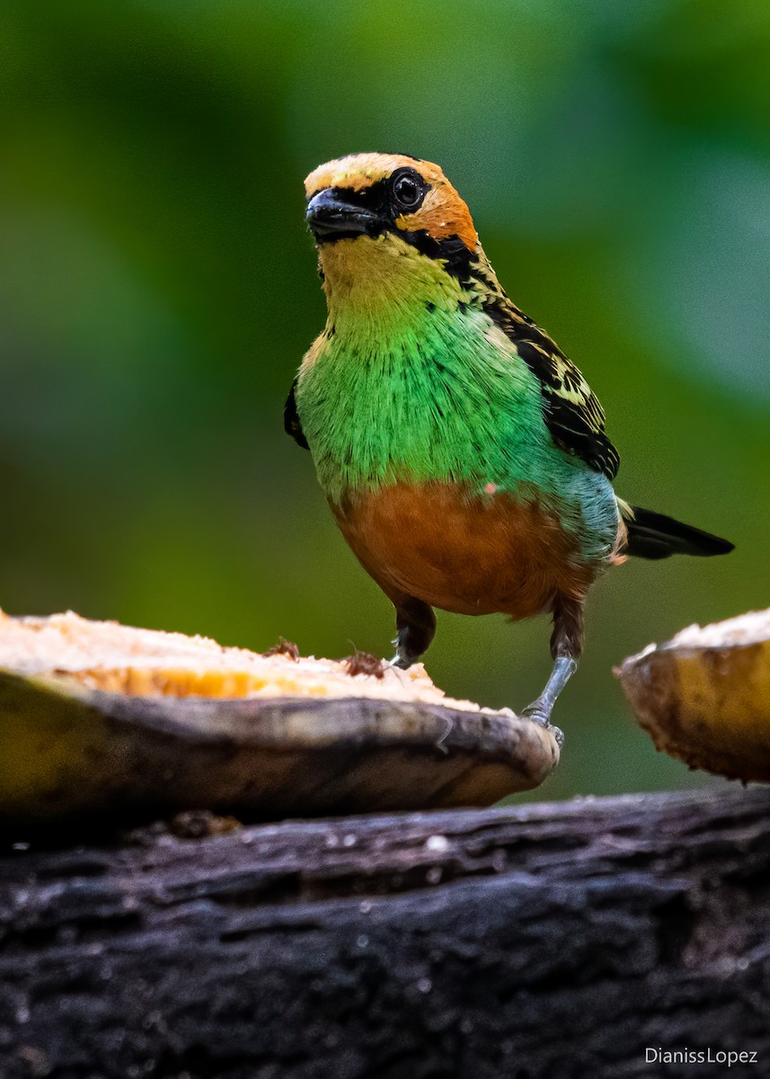 Golden-eared Tanager - Diana López G