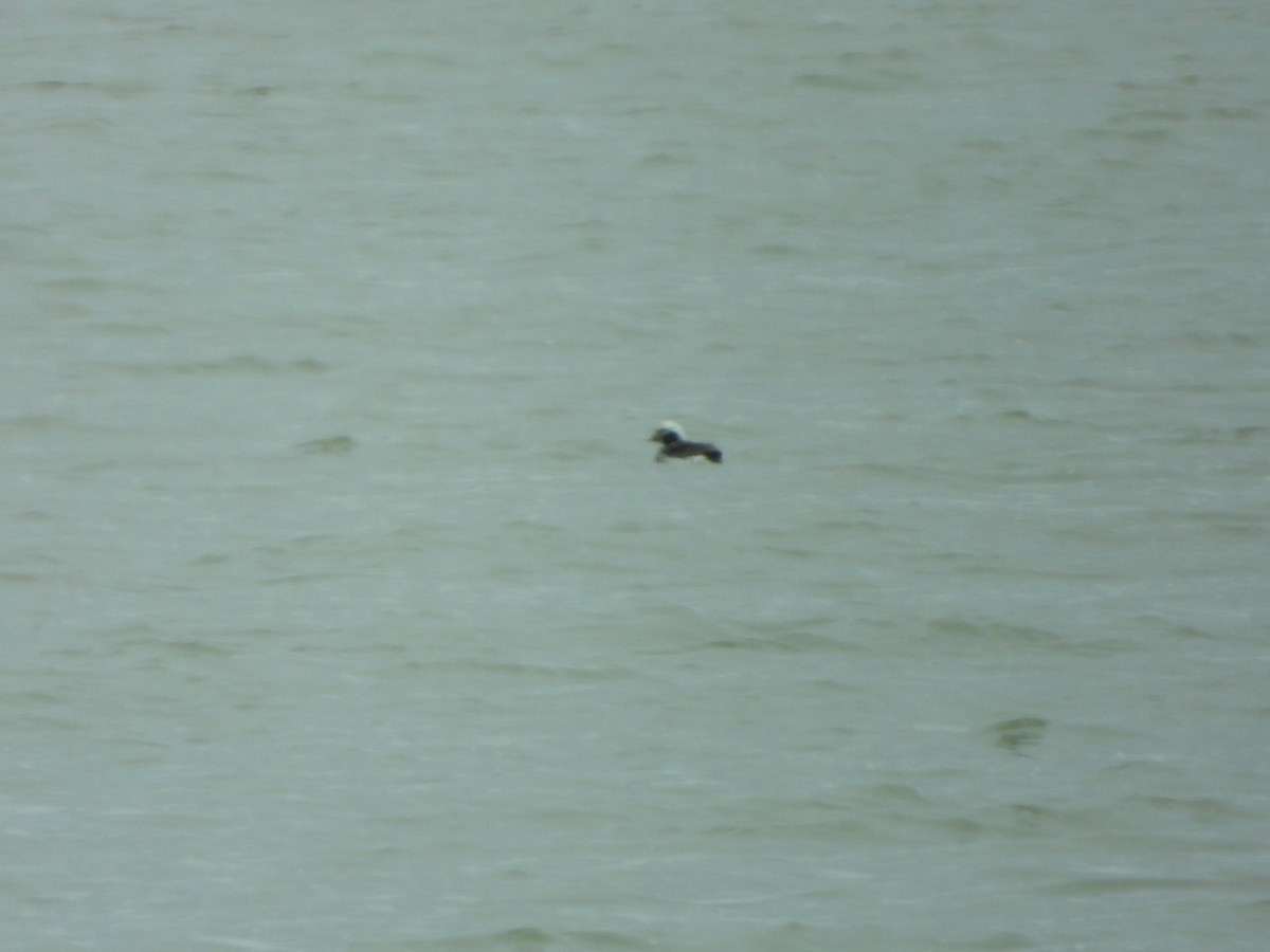 Long-tailed Duck - Julie Frost