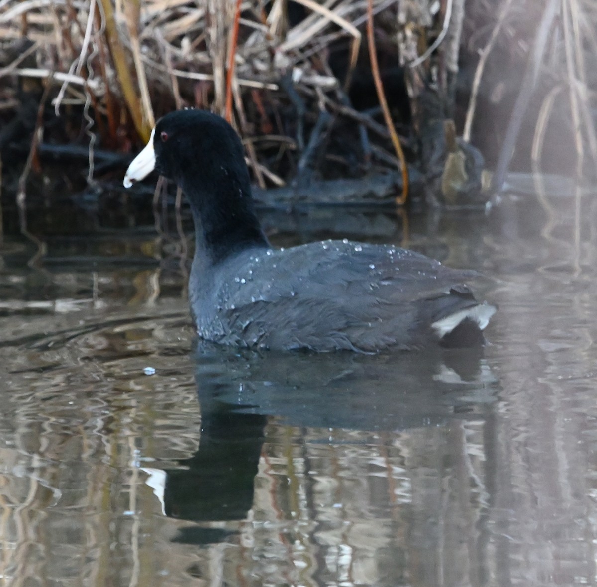 American Coot - ML557373831