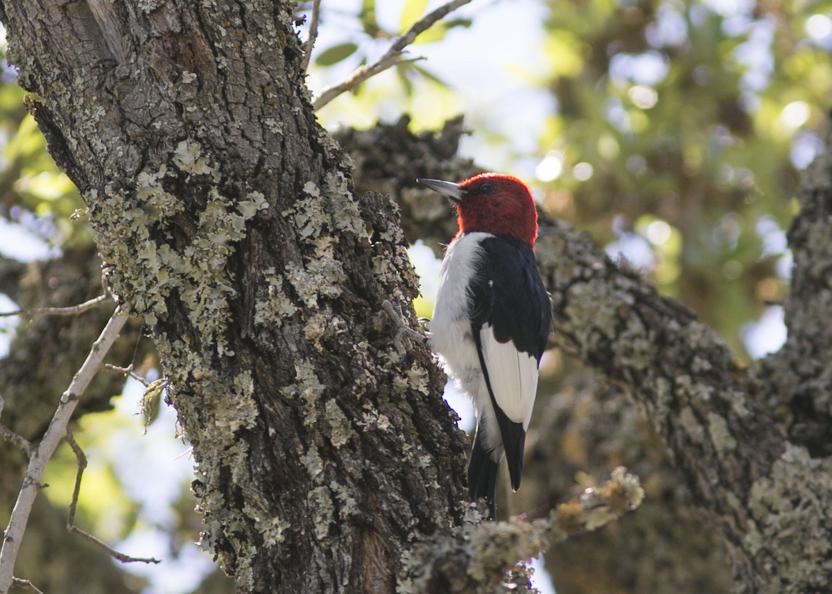 Red-headed Woodpecker - ML557374111