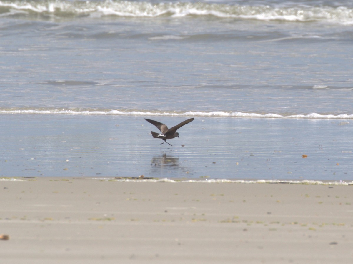 Leach's Storm-Petrel - ML557375041