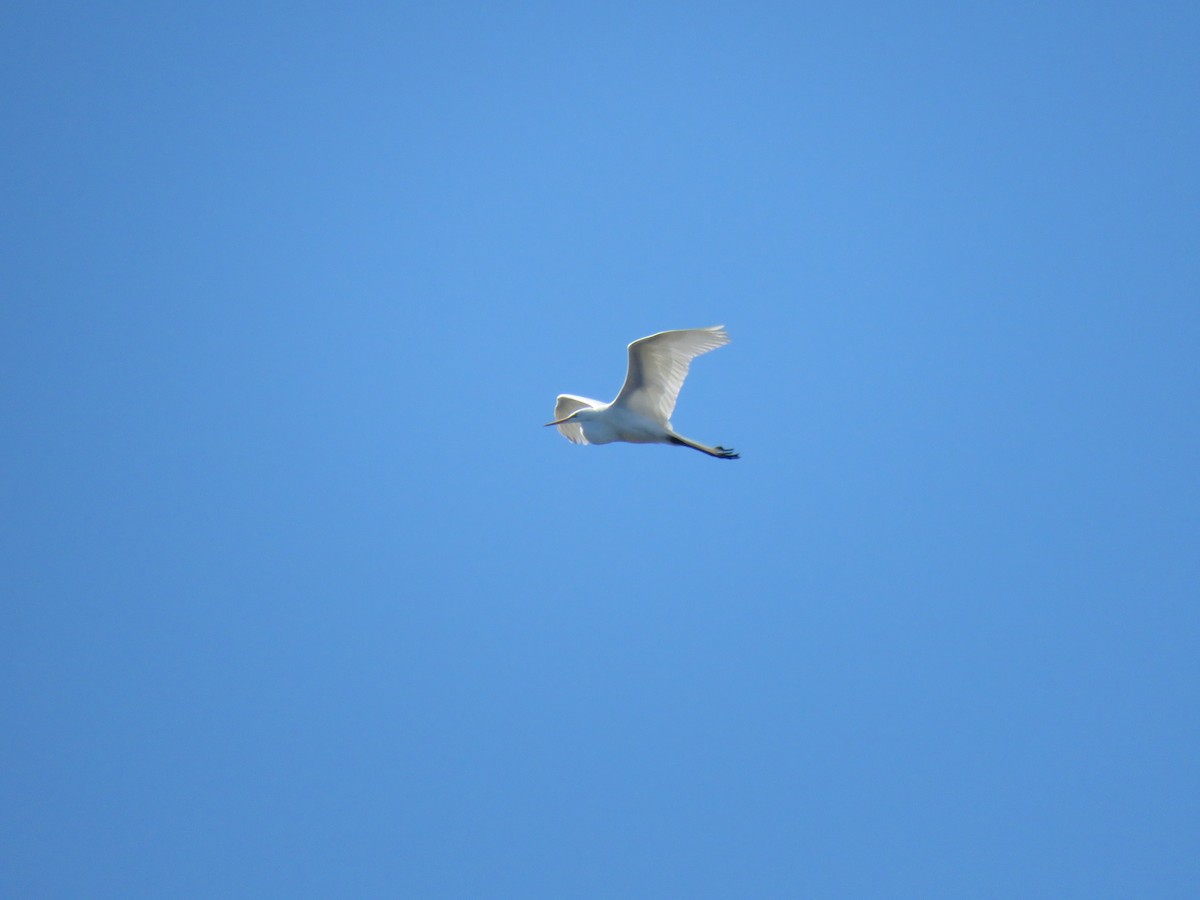 Great Egret - ML557375211