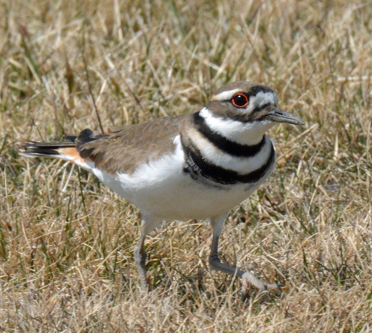 Killdeer - ML557375651