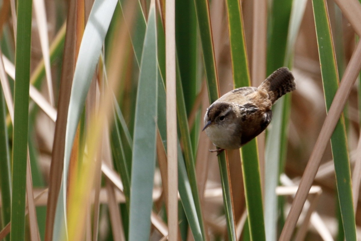 Marsh Wren - ML557376441