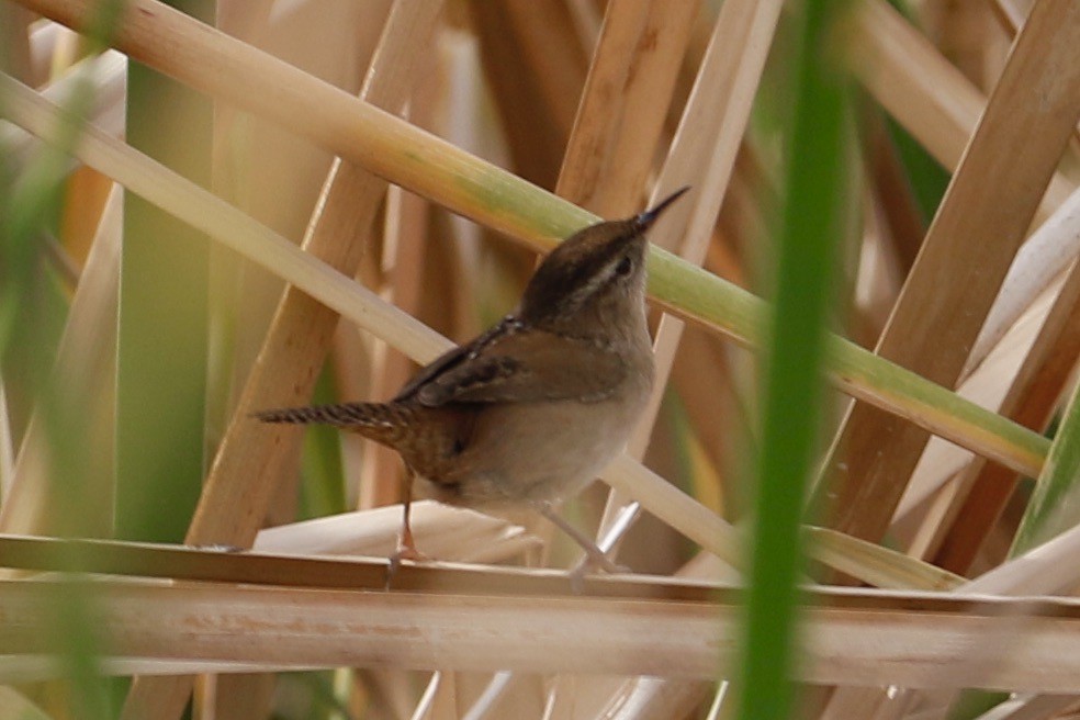 Marsh Wren - ML557376451