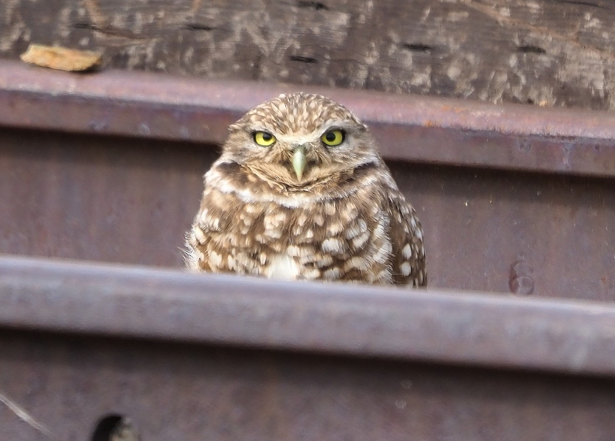 Burrowing Owl - ML557377001