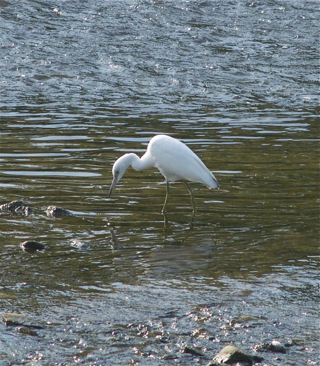 volavka modrošedá - ML55737731