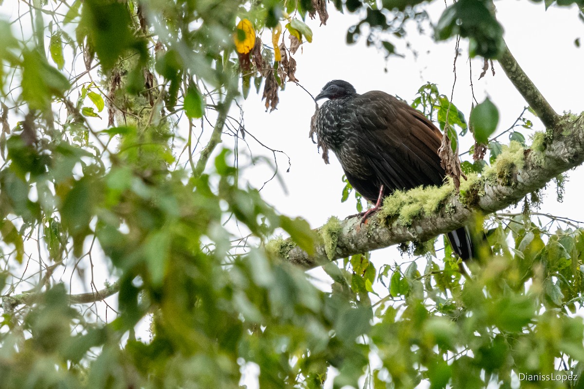 Cauca Guan - ML557377811